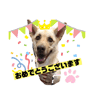 ワンコなひまわりチャン♡（個別スタンプ：13）