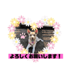 ワンコなひまわりチャン♡（個別スタンプ：23）