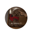 とみーのスタンプだよ ✌️（個別スタンプ：11）