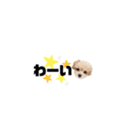 ♡可愛い子犬姉妹の小さめスタンプ♡（個別スタンプ：22）