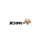 ♡可愛い子犬姉妹の小さめスタンプ♡（個別スタンプ：23）