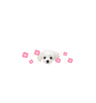 ♡可愛い子犬姉妹の小さめスタンプ♡（個別スタンプ：37）