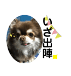 トラ（犬）の釣りスタンプ（個別スタンプ：4）