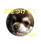 トラ（犬）の釣りスタンプ（個別スタンプ：5）