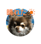トラ（犬）の釣りスタンプ（個別スタンプ：7）