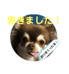 トラ（犬）の釣りスタンプ（個別スタンプ：9）