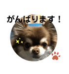 トラ（犬）の釣りスタンプ（個別スタンプ：10）