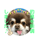 トラ（犬）の釣りスタンプ（個別スタンプ：12）