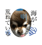 トラ（犬）の釣りスタンプ（個別スタンプ：16）