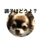 トラ（犬）の釣りスタンプ（個別スタンプ：17）