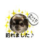 トラ（犬）の釣りスタンプ（個別スタンプ：19）