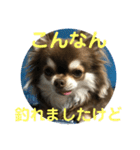 トラ（犬）の釣りスタンプ（個別スタンプ：22）
