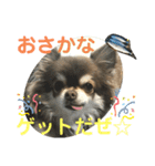 トラ（犬）の釣りスタンプ（個別スタンプ：23）