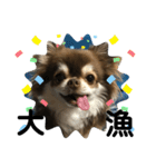 トラ（犬）の釣りスタンプ（個別スタンプ：24）