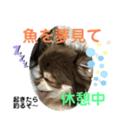 トラ（犬）の釣りスタンプ（個別スタンプ：25）