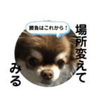 トラ（犬）の釣りスタンプ（個別スタンプ：27）