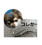 トラ（犬）の釣りスタンプ（個別スタンプ：31）