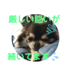 トラ（犬）の釣りスタンプ（個別スタンプ：32）