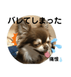 トラ（犬）の釣りスタンプ（個別スタンプ：33）
