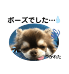 トラ（犬）の釣りスタンプ（個別スタンプ：34）