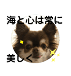 トラ（犬）の釣りスタンプ（個別スタンプ：37）