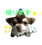 トラ（犬）の釣りスタンプ（個別スタンプ：38）