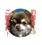 トラ（犬）の釣りスタンプ（個別スタンプ：39）