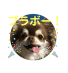 トラ（犬）の釣りスタンプ（個別スタンプ：40）