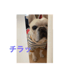 フレブルの大福の挨拶（個別スタンプ：2）