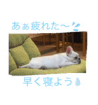 フレブルの大福の挨拶（個別スタンプ：5）