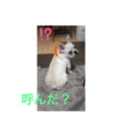 フレブルの大福の挨拶（個別スタンプ：9）