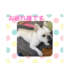 フレブルの大福の挨拶（個別スタンプ：13）