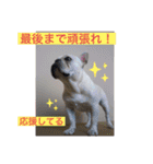 フレブルの大福の挨拶（個別スタンプ：22）