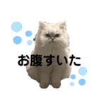 こてつとこうめスタンプ（個別スタンプ：1）