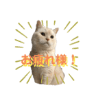 こてつとこうめスタンプ（個別スタンプ：5）