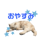 こてつとこうめスタンプ（個別スタンプ：10）