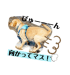 BAGUS LIFE Labrador Retriever（個別スタンプ：1）