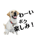 BAGUS LIFE Labrador Retriever（個別スタンプ：2）