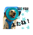 BAGUS LIFE Labrador Retriever（個別スタンプ：3）