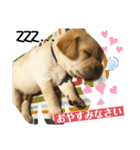 BAGUS LIFE Labrador Retriever（個別スタンプ：4）