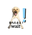 BAGUS LIFE Labrador Retriever（個別スタンプ：5）