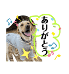 BAGUS LIFE Labrador Retriever（個別スタンプ：6）