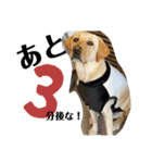BAGUS LIFE Labrador Retriever（個別スタンプ：7）