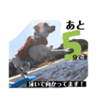 BAGUS LIFE Labrador Retriever（個別スタンプ：8）