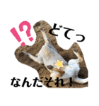 BAGUS LIFE Labrador Retriever（個別スタンプ：9）