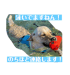 BAGUS LIFE Labrador Retriever（個別スタンプ：10）