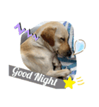 BAGUS LIFE Labrador Retriever（個別スタンプ：11）
