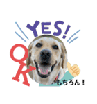 BAGUS LIFE Labrador Retriever（個別スタンプ：12）