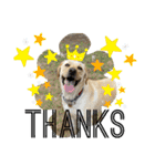 BAGUS LIFE Labrador Retriever（個別スタンプ：13）