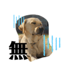 BAGUS LIFE Labrador Retriever（個別スタンプ：14）
